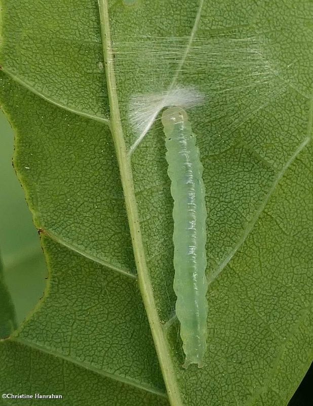 Moth caterpillar  [July 3]