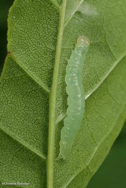 Moth caterpillar  [July 3]