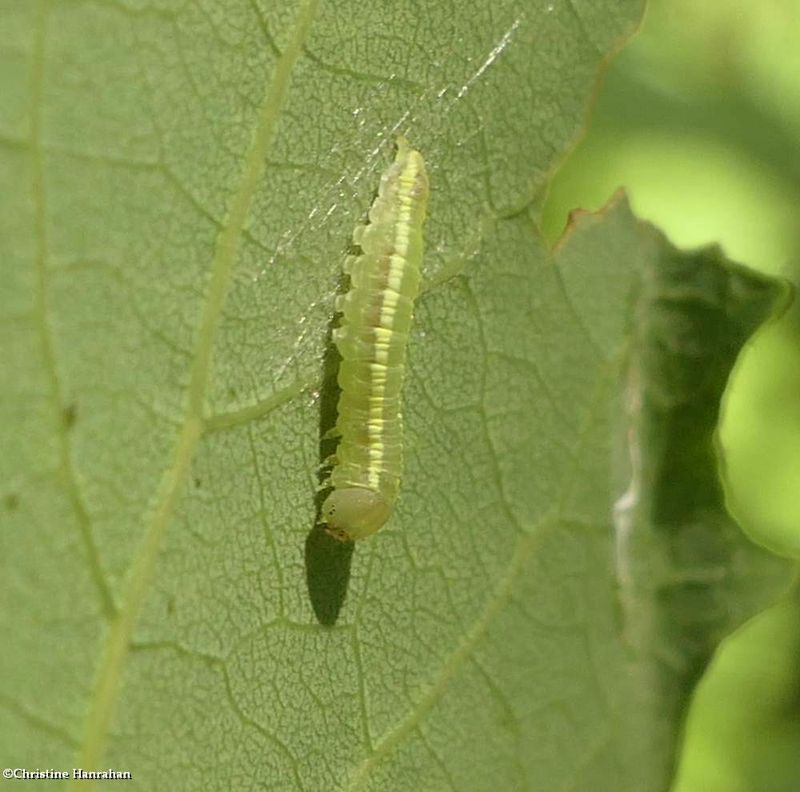 Noctuid moth caterpillar  [July 3]