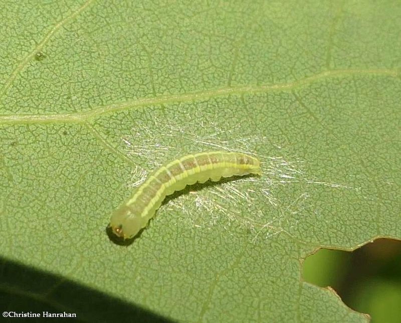 Noctuid moth caterpillar  [July 3]