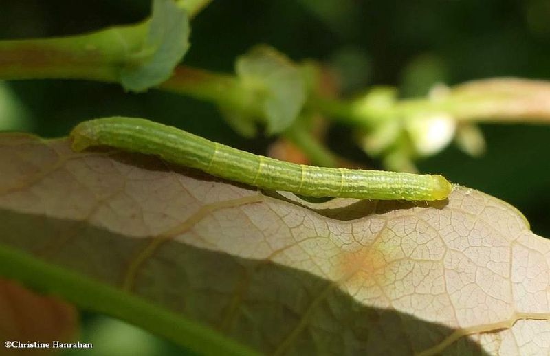 Moth caterpillar  [July 3]