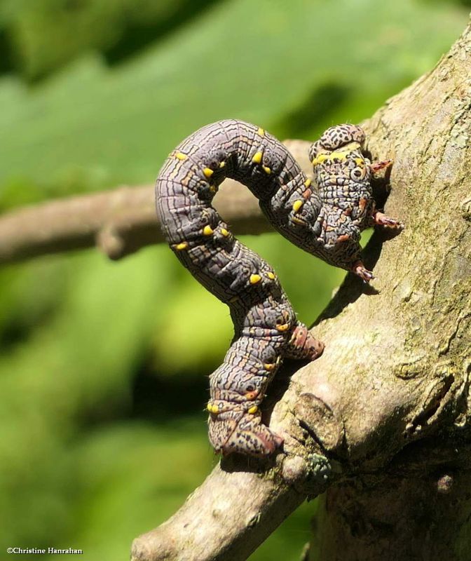 Moth Caterpillars in July