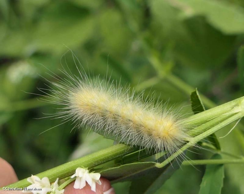 Virginian tiger moth caterpillar  (spilosoma virginica), #8137  [July 7]