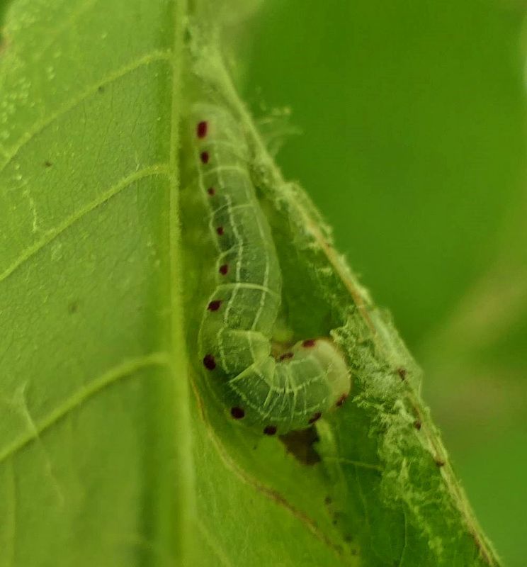 Confused woodgrain  moth caterpillar (Morrisonia confusa),   #10521  [July 12]