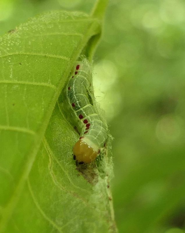 Confused woodgrain  moth caterpillar (Morrisonia confusa),   #10521  [July 12]