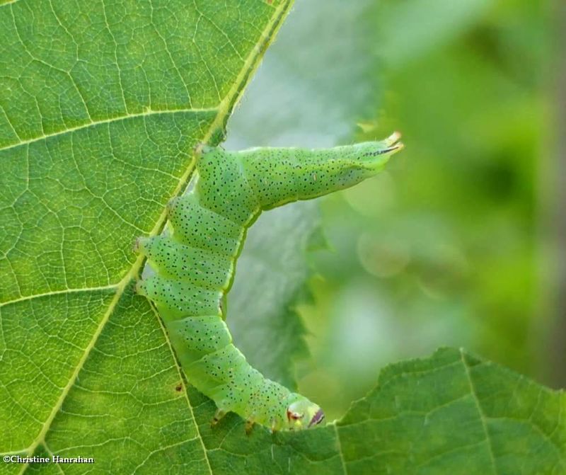 Saddled prominent moth caterpillar  (Cecrita guttivitta), #7994   [July 12]