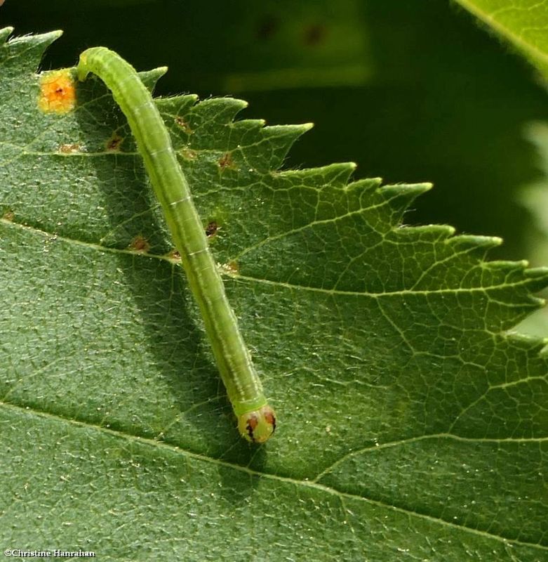 Moth caterpillar  [July 12]