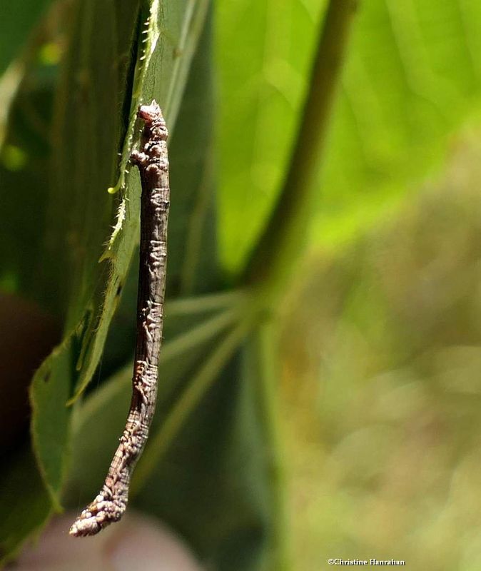 Geometrid moth caterpillar [July 12]