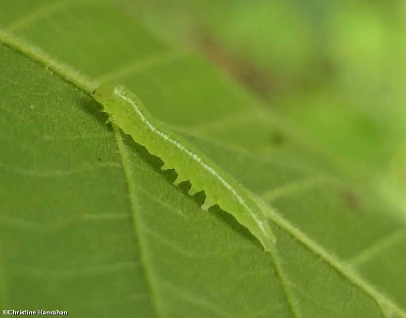 Noctuid moth caterpillar  [July 12]