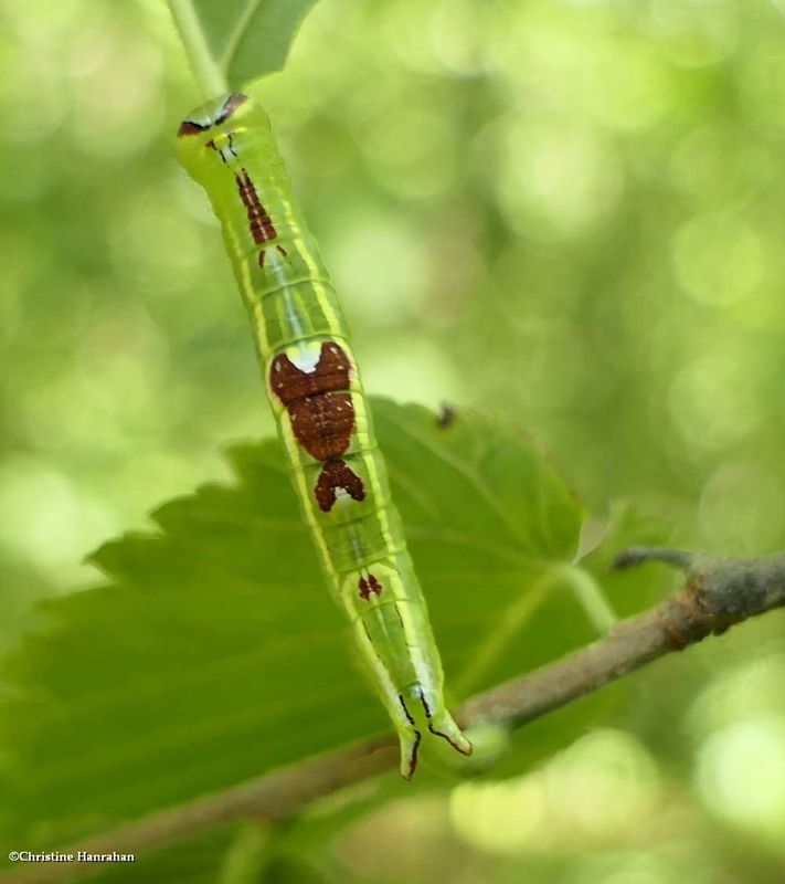Saddled prominent moth caterpillar  (Cecrita guttivitta), #7994   [July 12]