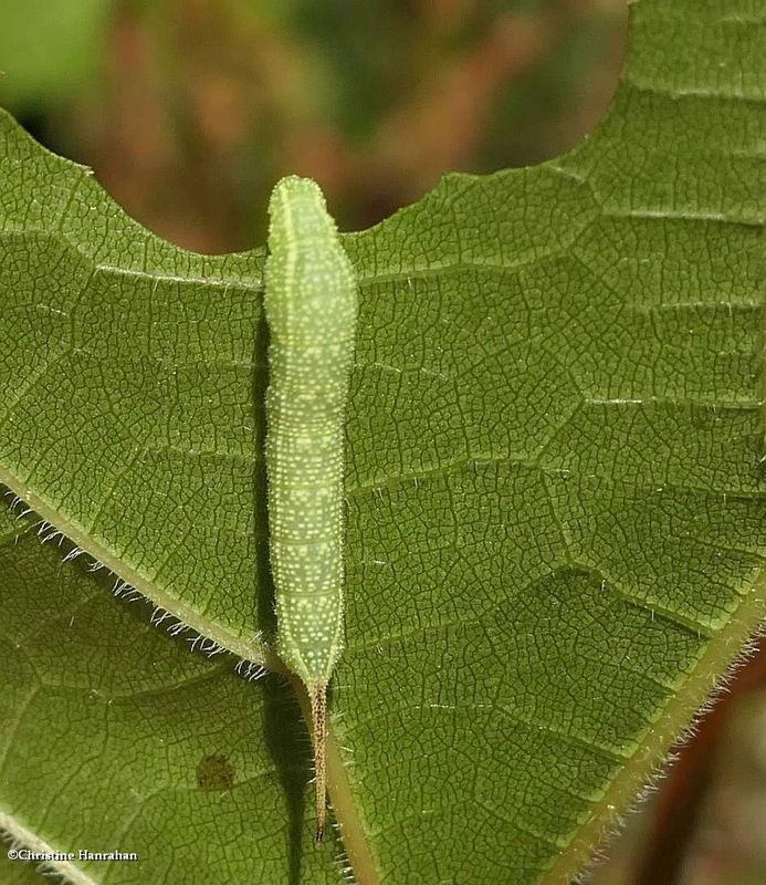 Virginia creeper sphinx moth caterpillar  (Darapsa myron),  #7885 [July 12]
