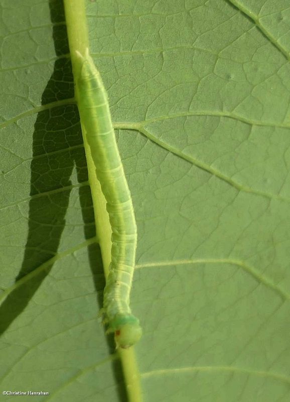 Geometrid moth caterpillar [July 4]