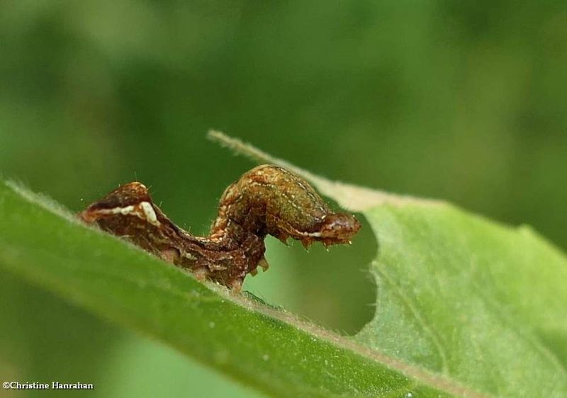Common Hyppa moth caterpillar (Hyppa xylinoides), #9578  [July 4]