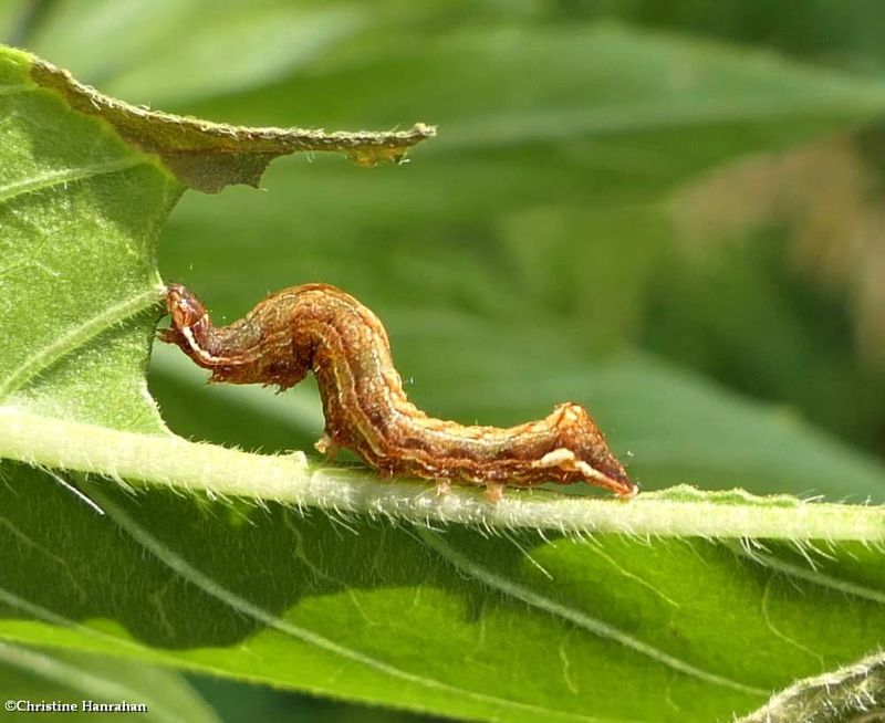 Common Hyppa moth caterpillar (Hyppa xylinoides), #9578  [July 4]