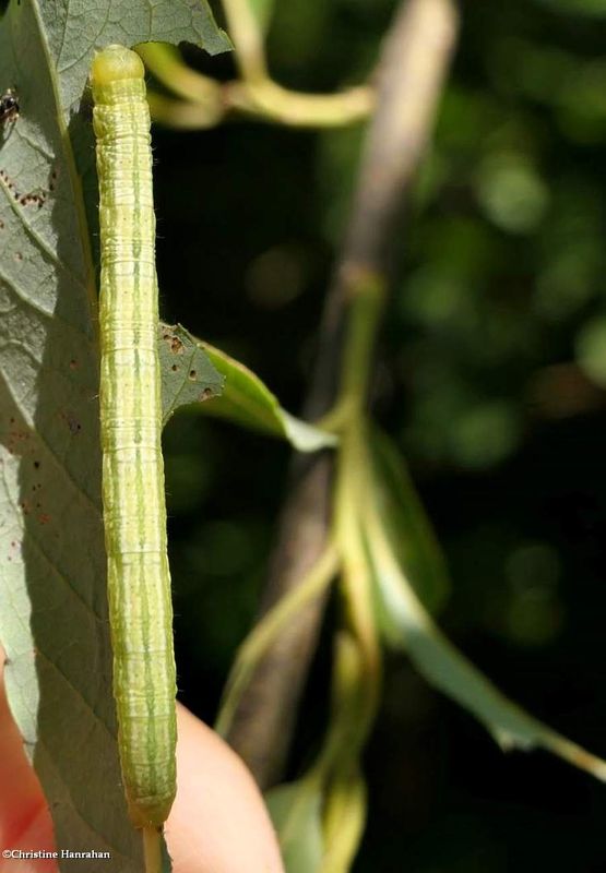 Common angle moth caterpillar  (Macaria aemulataria), #6326  [July 7]