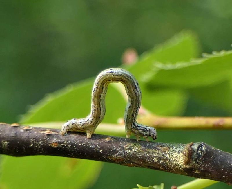 Geometrid moth caterpillar (Lambdina  sp.)  [July 4]
