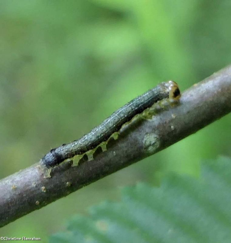 Norman's quaker moth caterpillar (Crocigrapha normani), #10501  [July 4]