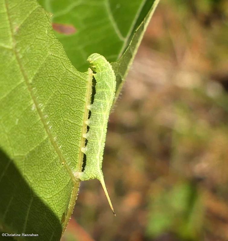 Virginia creeper sphinx moth caterpillar  (Darapsa myron),  #7885 [July 12]