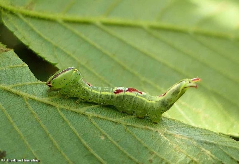 Saddled prominent moth caterpillar  (Cecrita guttivitta), #7994   [July 12]