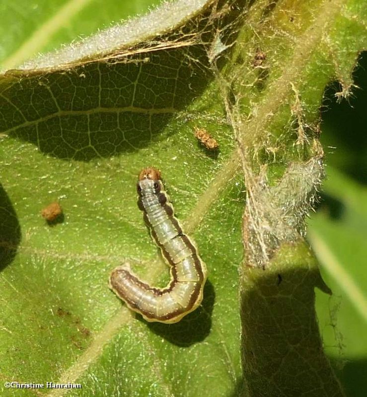 Geometrid moth caterpillar [July 19]