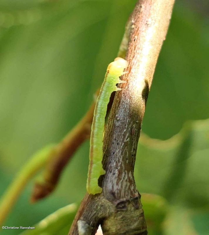 Geometrid moth caterpillar [July 19]