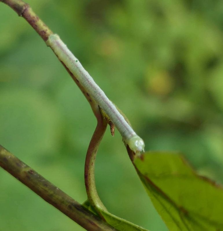 Geometrid moth caterpillar [July 19]