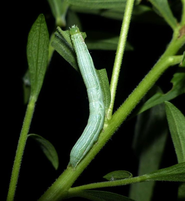 Green leuconycta moth caterpillar  (Leuconycta diphteroides),  #9065  [July 31]