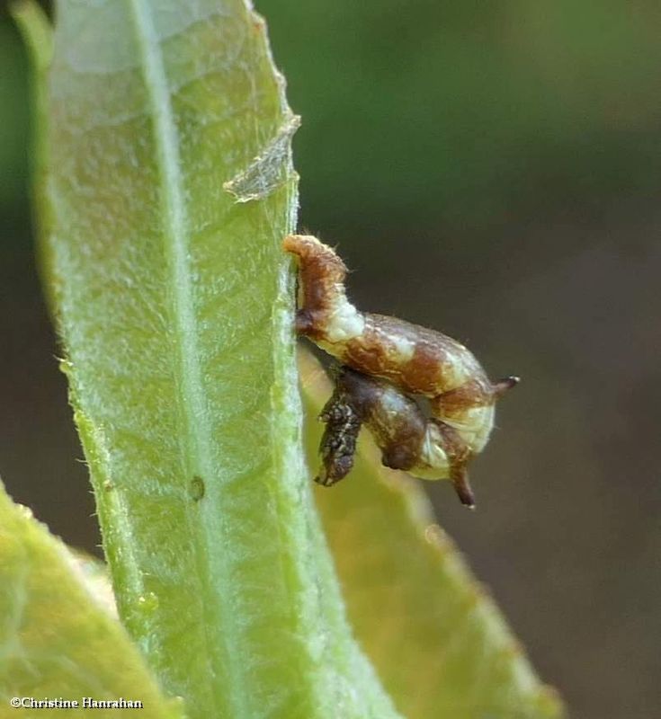 Horned spanworm moth caterpillar (Nematocampa resistaria), #7010 [July 19]
