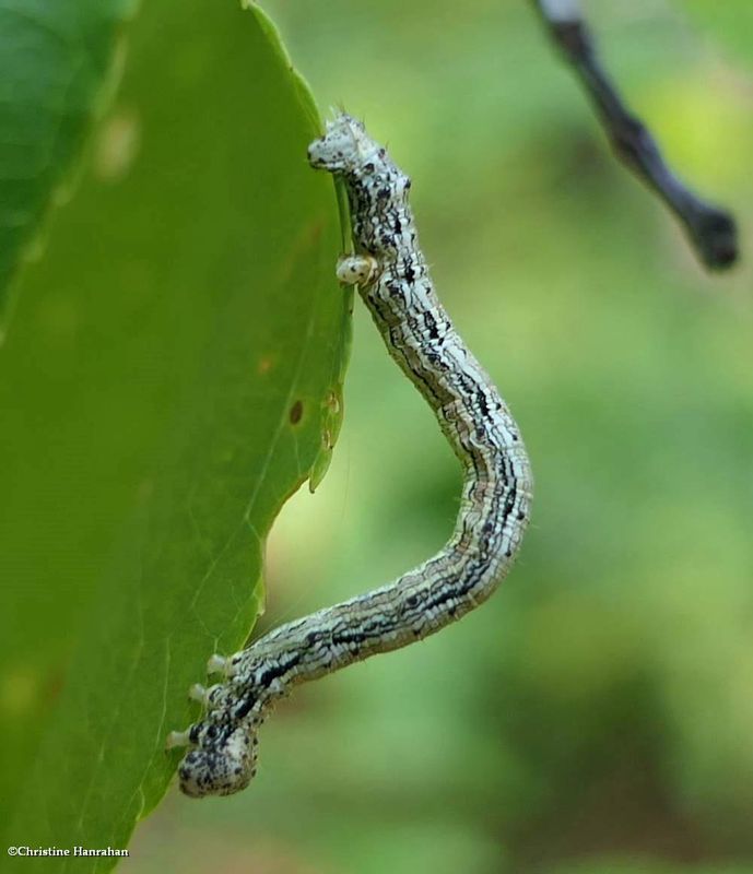 Geometrid moth caterpillar (Lambdina  sp.)  [July 19]