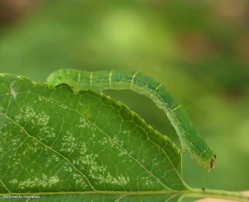 Geometrid moth caterpillar (Lomographa) sp.)  [July 19]