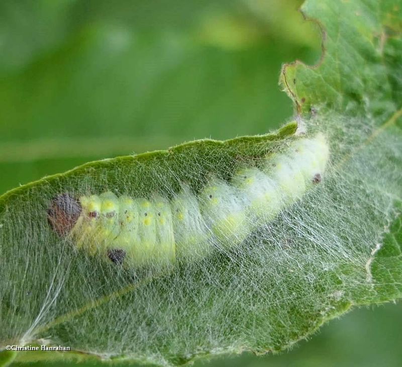 Sigmoid prominent moth caterpillar  (Clostera albosigma), #7895  [July 19]