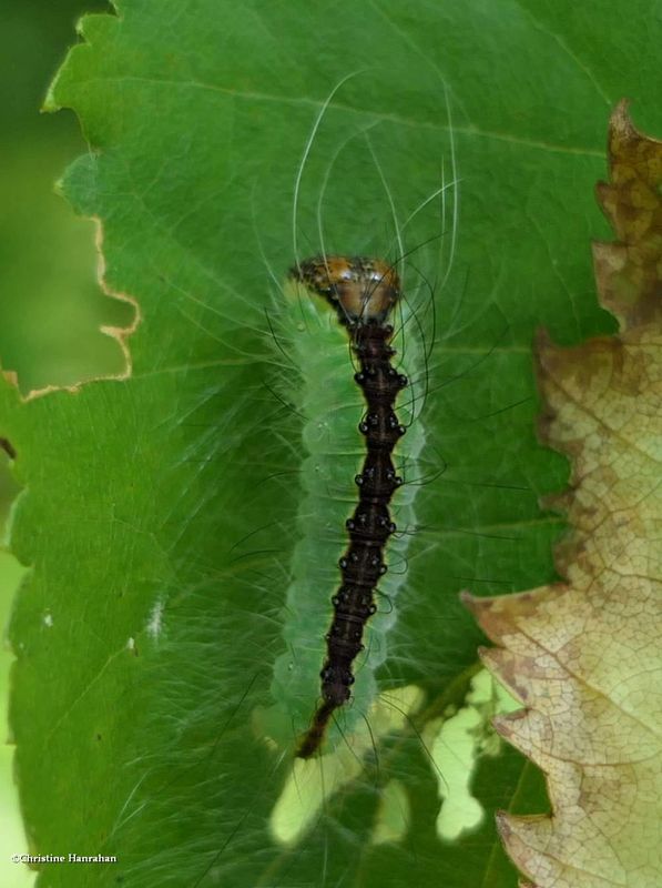 Splendid dagger moth caterpillar  (Acronicta superans), #9226  [July 19]