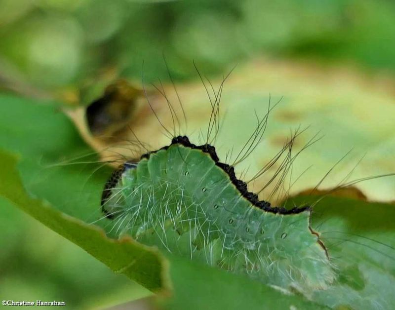 Splendid dagger moth caterpillar  (Acronicta superans), #9226  [July 19]