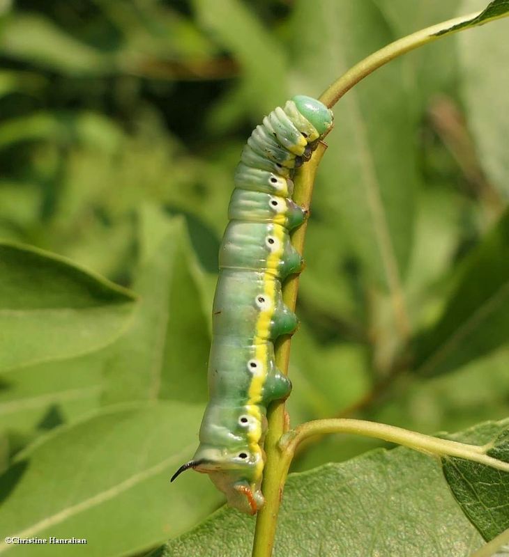 False sphinx moth caterpillar (Pheosia rimosa), #7922  [July 19]