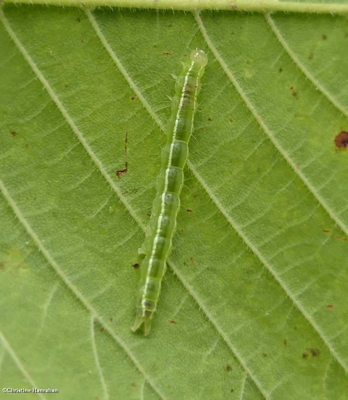 Erebidae moth caterpillar (Hypena)  [July 14]