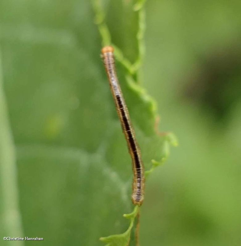 Geometrid moth caterpillar   [July 14]