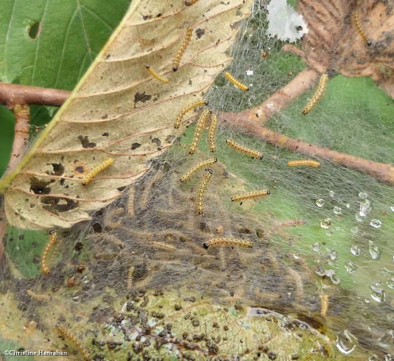 Fall webworm moth caterpillars  (Hyphantria cunea), #8140  [July 14]