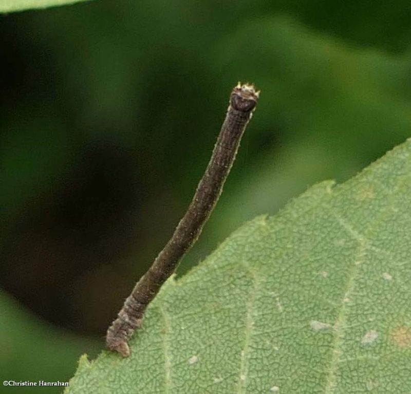 Geometrid moth caterpillar   [July 14]