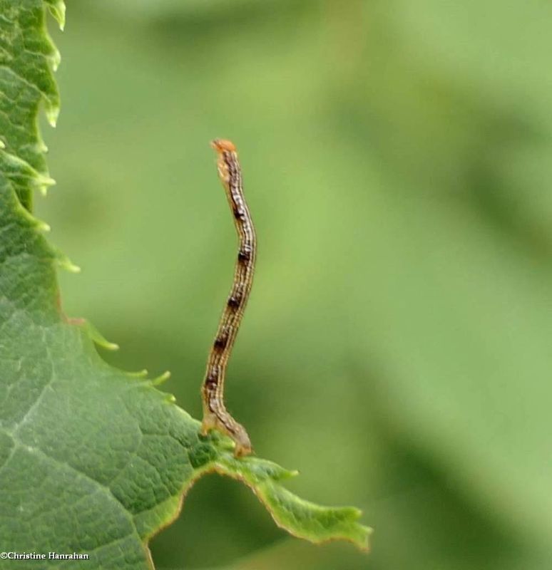 Geometrid moth caterpillar   [July 14]