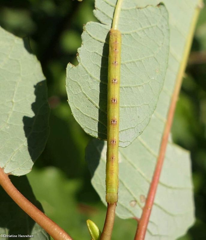 Yellow-dusted cream moth caterpillar  (Cabera erythemaria, #6677    [July 14]