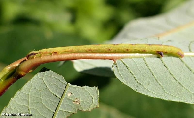 Yellow-dusted cream moth caterpillar  (Cabera erythemaria, #6677    [July 14]