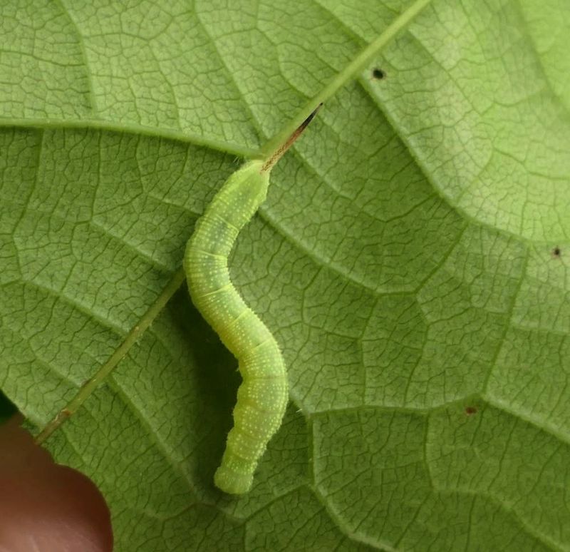 Virginia creeper sphinx moth caterpillar  (Darapsa myron),  #7885 [July 14]