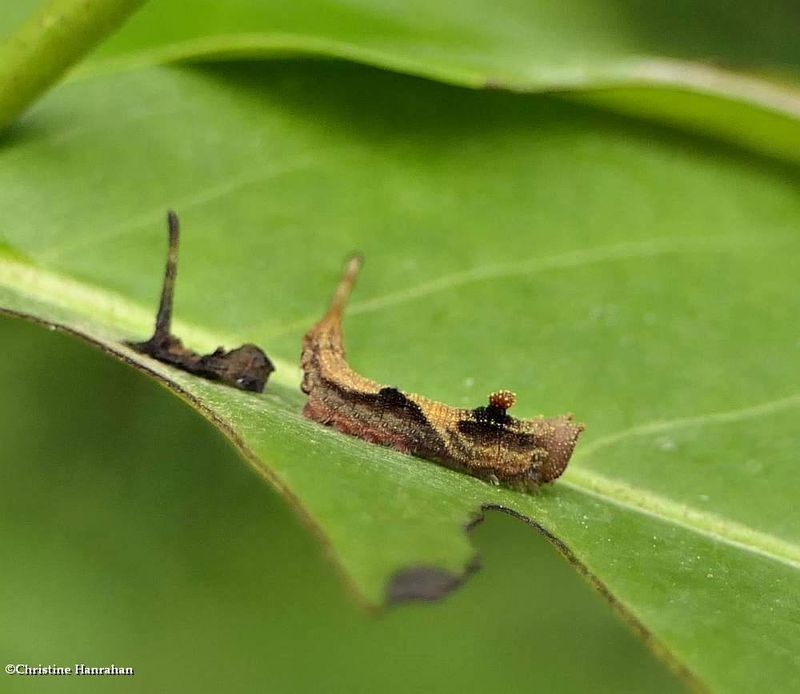 Rose hooktip moth caterpillar  (Oreta rosea), #6255  [July 14]