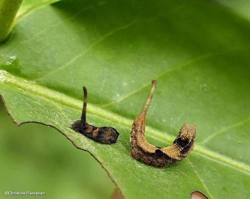 Rose hooktip moth caterpillar  (Oreta rosea), #6255  [July 14]