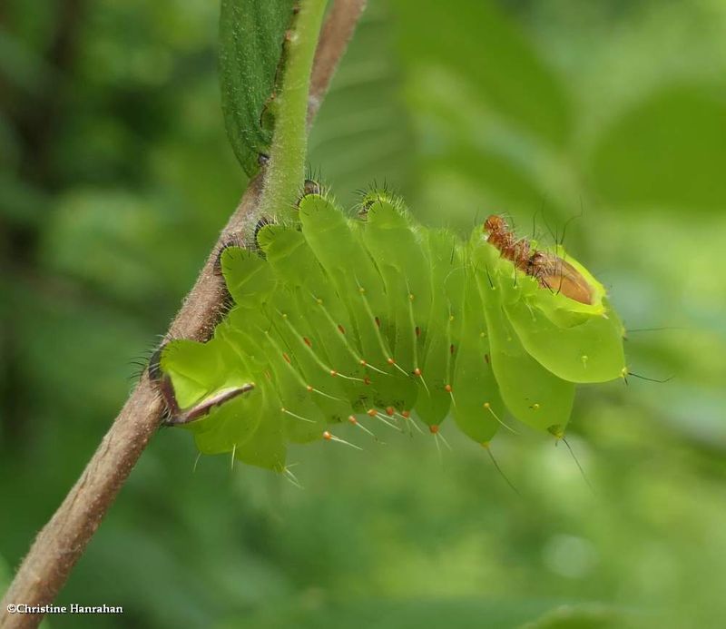 Polyphemus moth caterpillar  (Antheraea polyphemus),  #7757   [July 19)