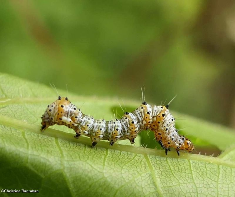 Eight-spotted forester moth caterpillar (Alypia octomaculata), #9314  [July 14]