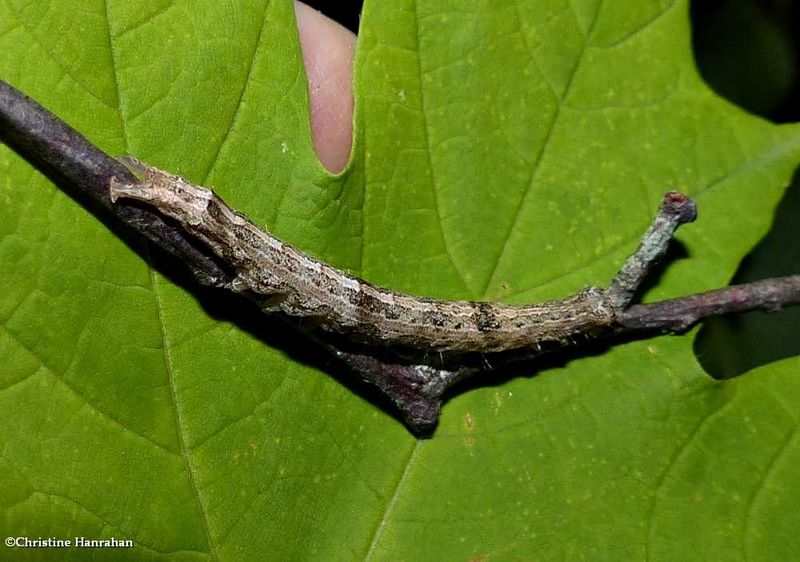Maple zale moth caterpillar  (Zale galbanata), #8692  [July 10]
