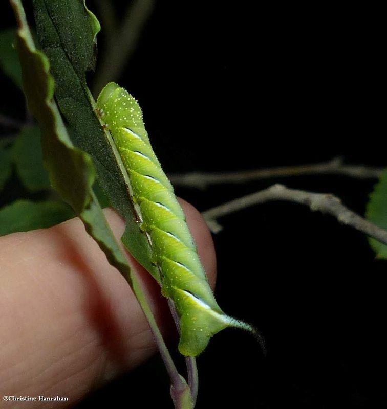 Laurel sphinx moth caterpillar  (Sphinx kalmiae), #7809   [July 18]