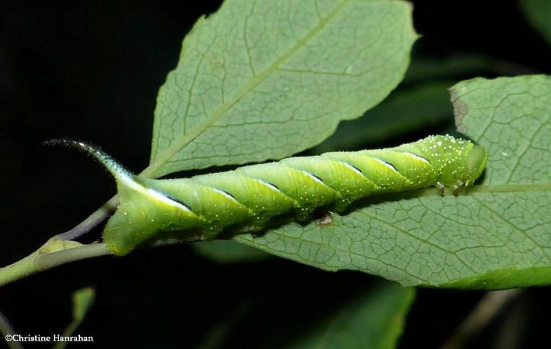 Laurel sphinx moth caterpillar  (Sphinx kalmiae), #7809   [July 18]