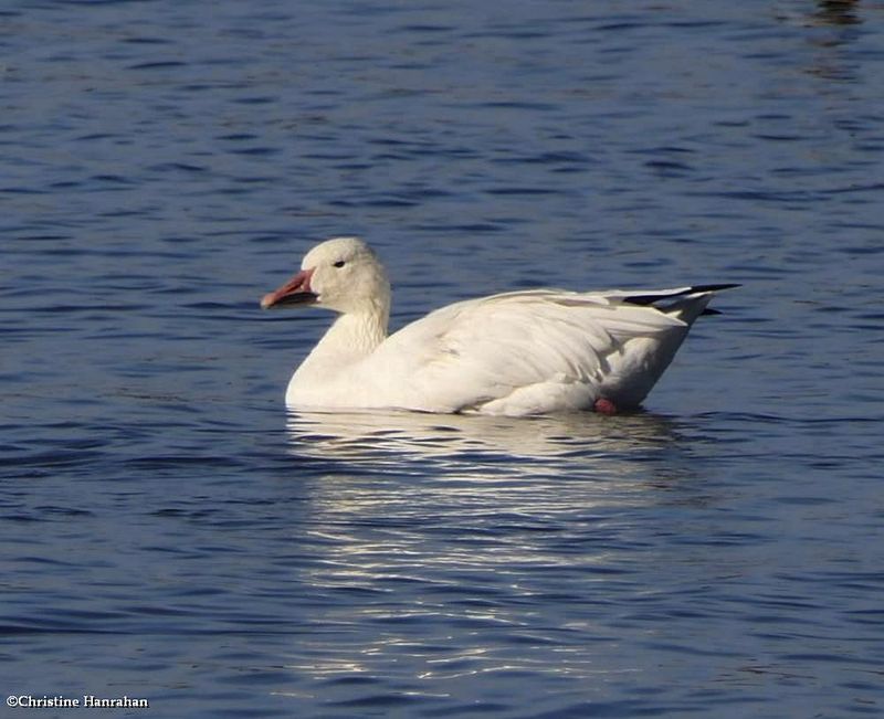 Snow goose